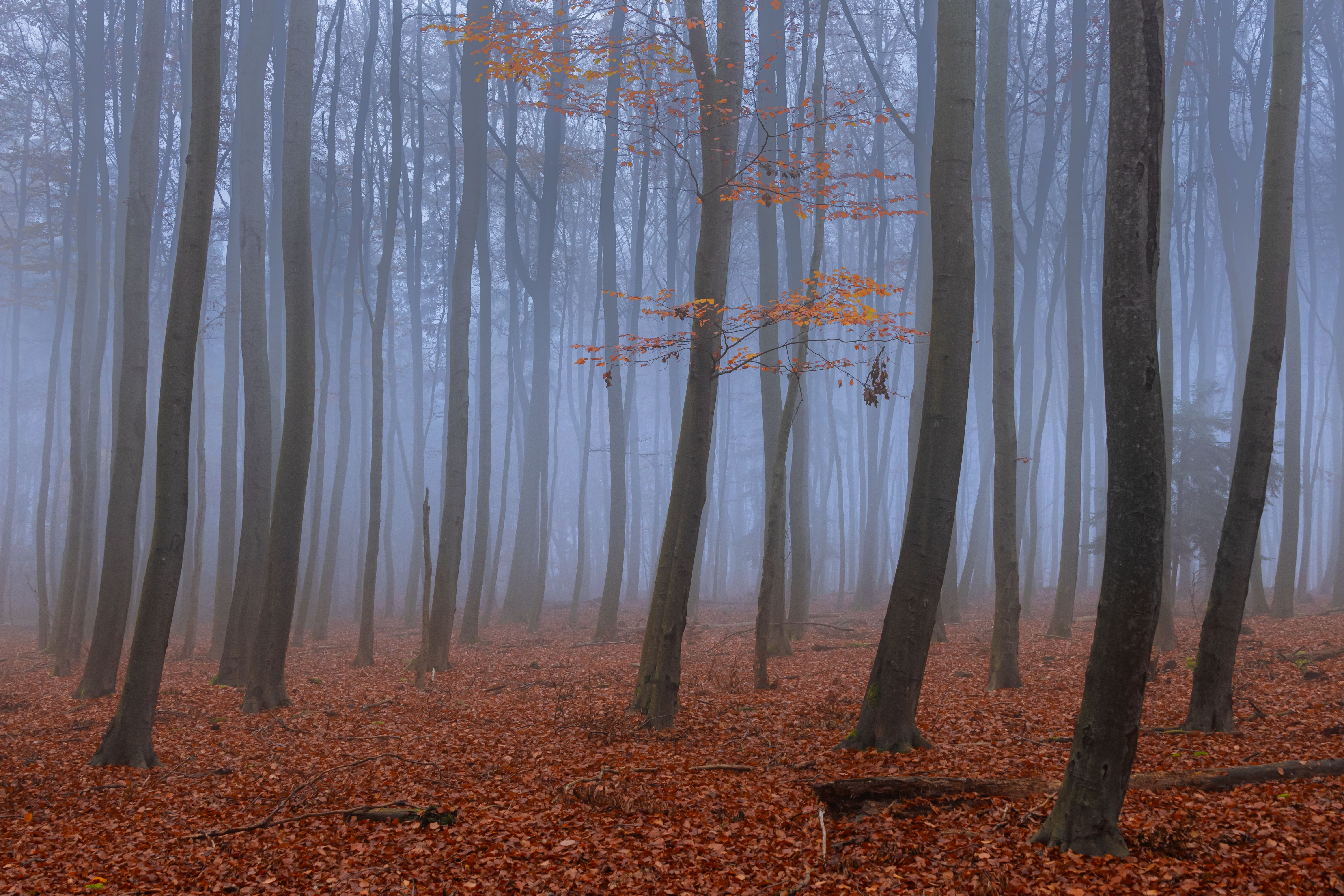 Misty Forest Canopy Acoustic Waveguide and Vapor Conduit